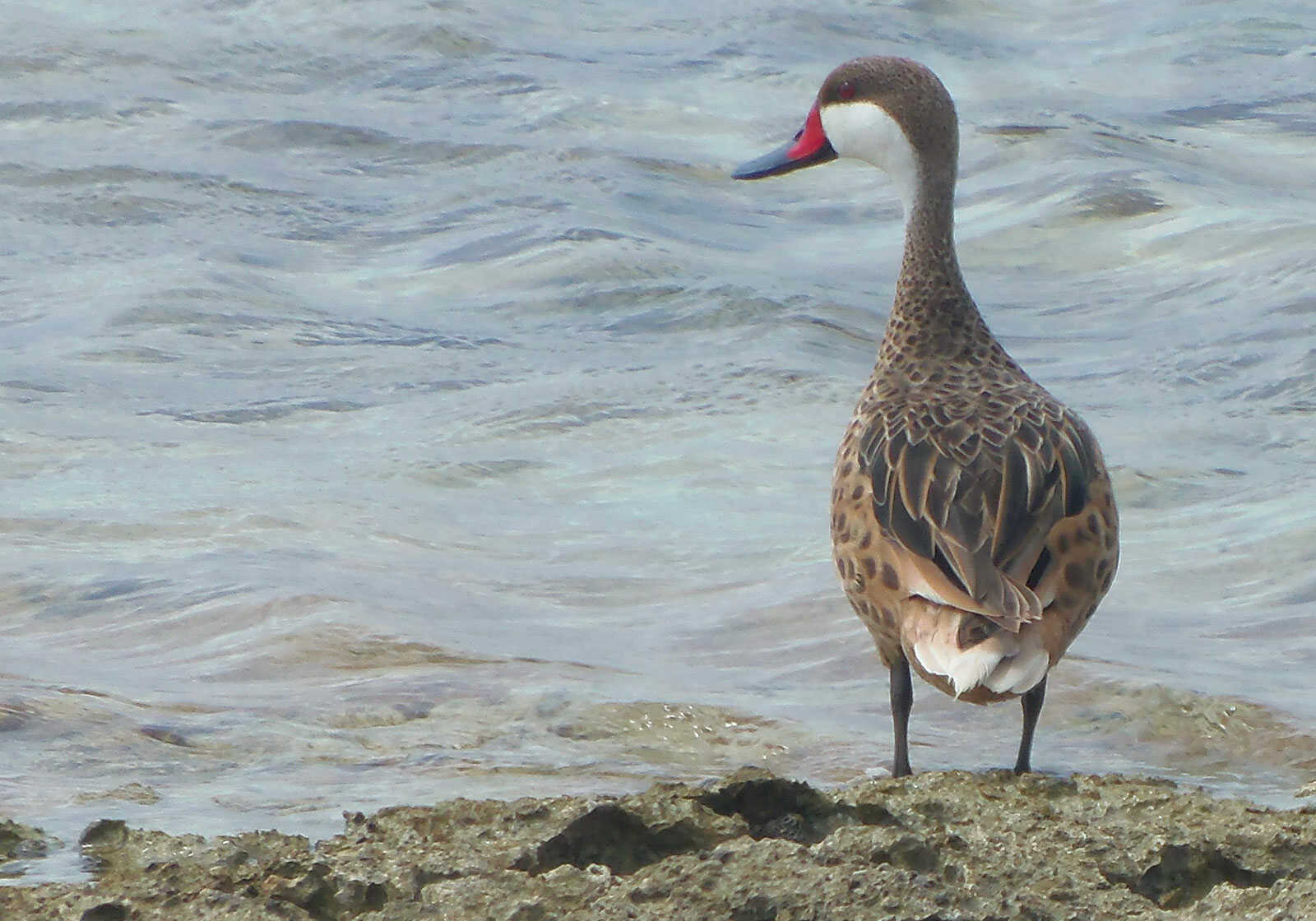chasse guadeloupe