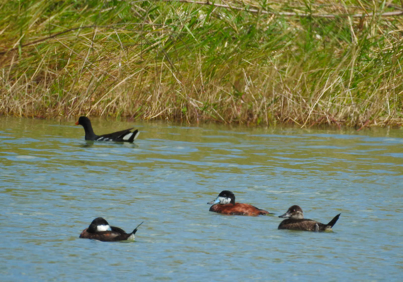 chasse guadeloupe milieux et territoires