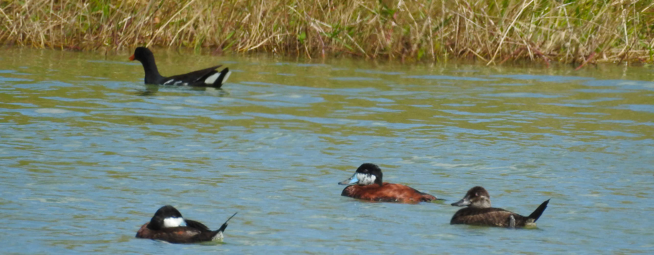 chasse en guadeloupe